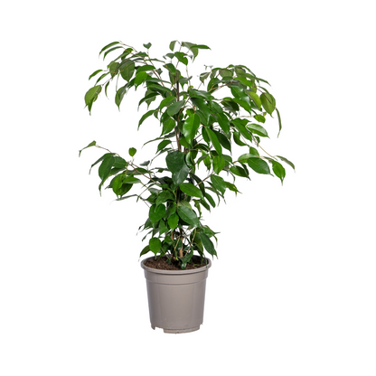 De Ficus benjamina 'Exotica', ook wel treurvijg, is een tropische kamerplant met een compacte groei en heldergroene, glanzende bladeren. Deze luchtzuiverende plant gedijt bij veel indirect licht, maar vermijdt direct zonlicht en tocht, en vereist een gemiddelde watergift en lichte standplaats. De plant is populair als sierplant vanwege zijn weelderige blad en volle, vertakte structuur, en komt van oorsprong uit tropisch Azië en Australië. 