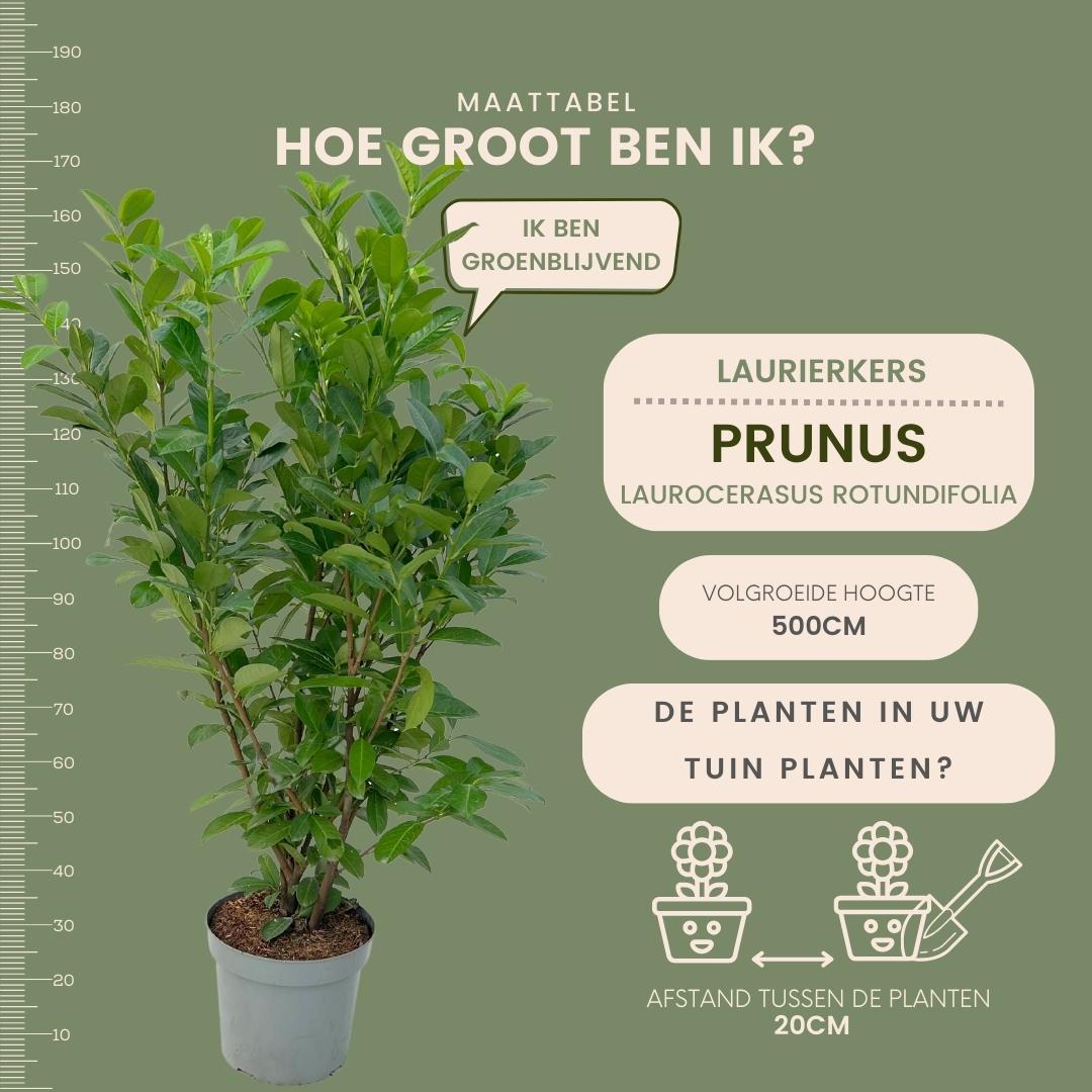 Laurierkers ‘Rotundifolia’ – set van 20 haagplanten (125–150 cm) in 15L potten, dichte wintergroene haag voor 10 meter tuinafscheiding.