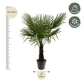 Trachycarpus Fortuneii | XL Palm | - Planttoday