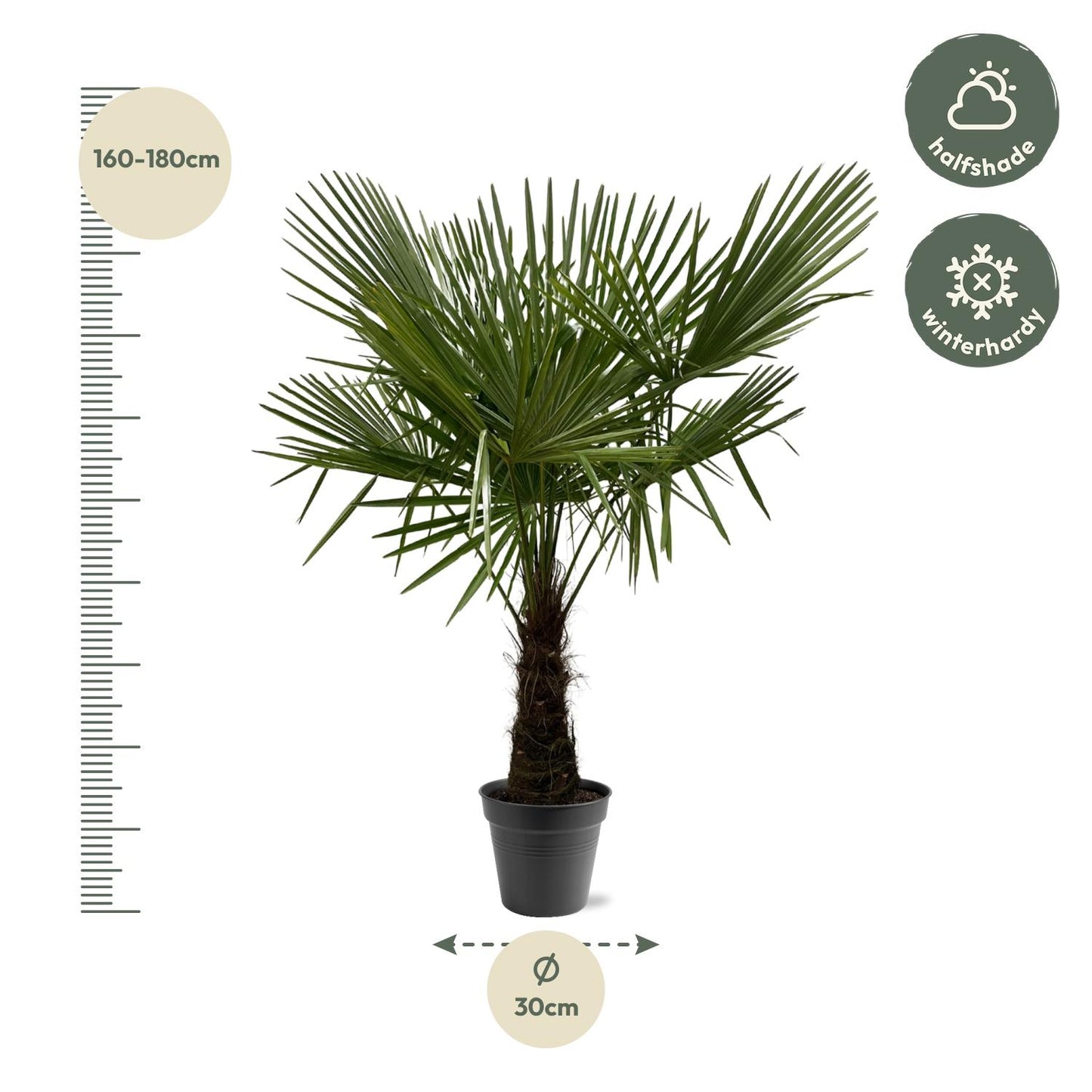 Trachycarpus Fortuneii -Palm - ca. hoogte 160-180cm - Ø30