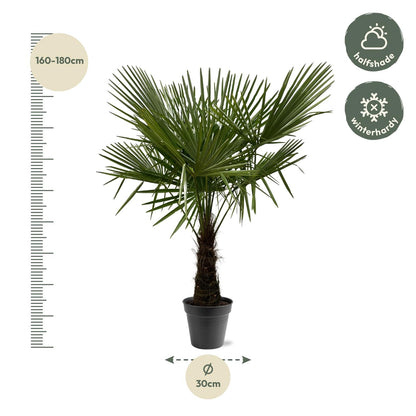 Trachycarpus Fortuneii -Palm - ca. hoogte 160-180cm - Ø30