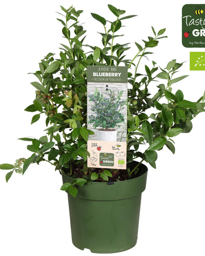 Compacte biologische blauwe bessenplant voor balkon en tuin. Tasty Bio