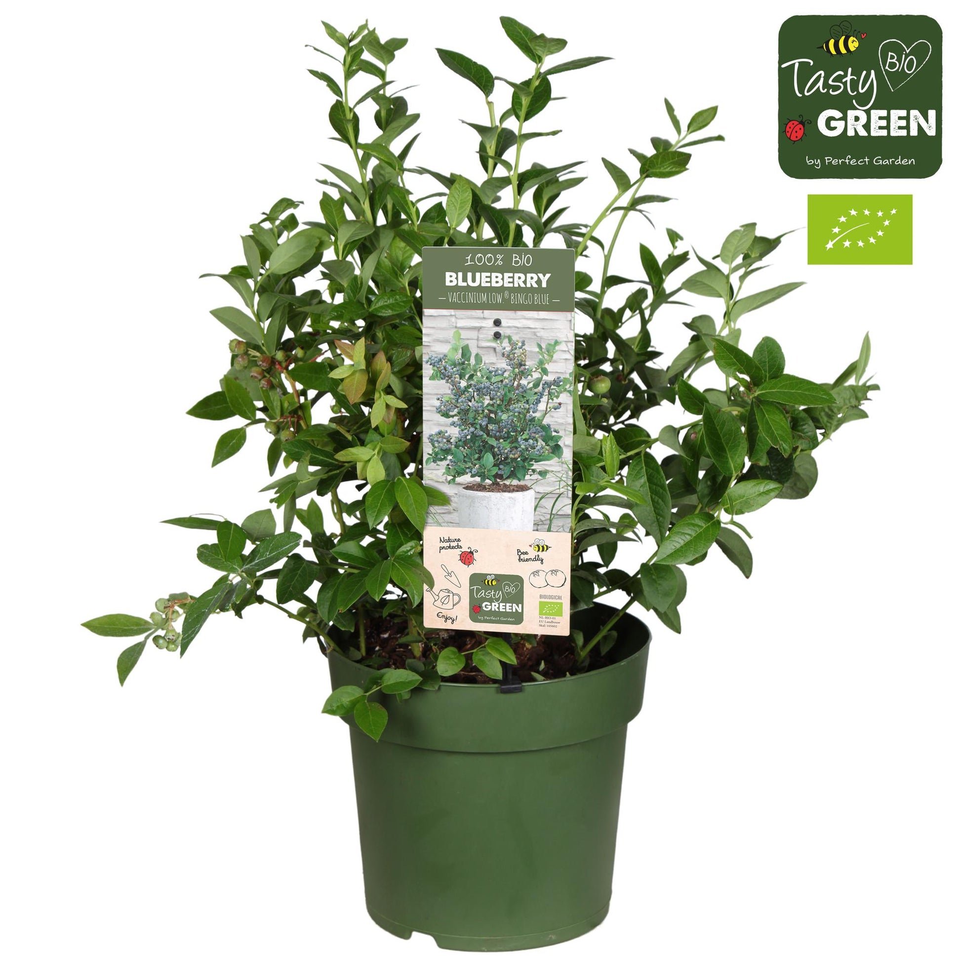 Compacte biologische blauwe bessenplant voor balkon en tuin. Tasty Bio