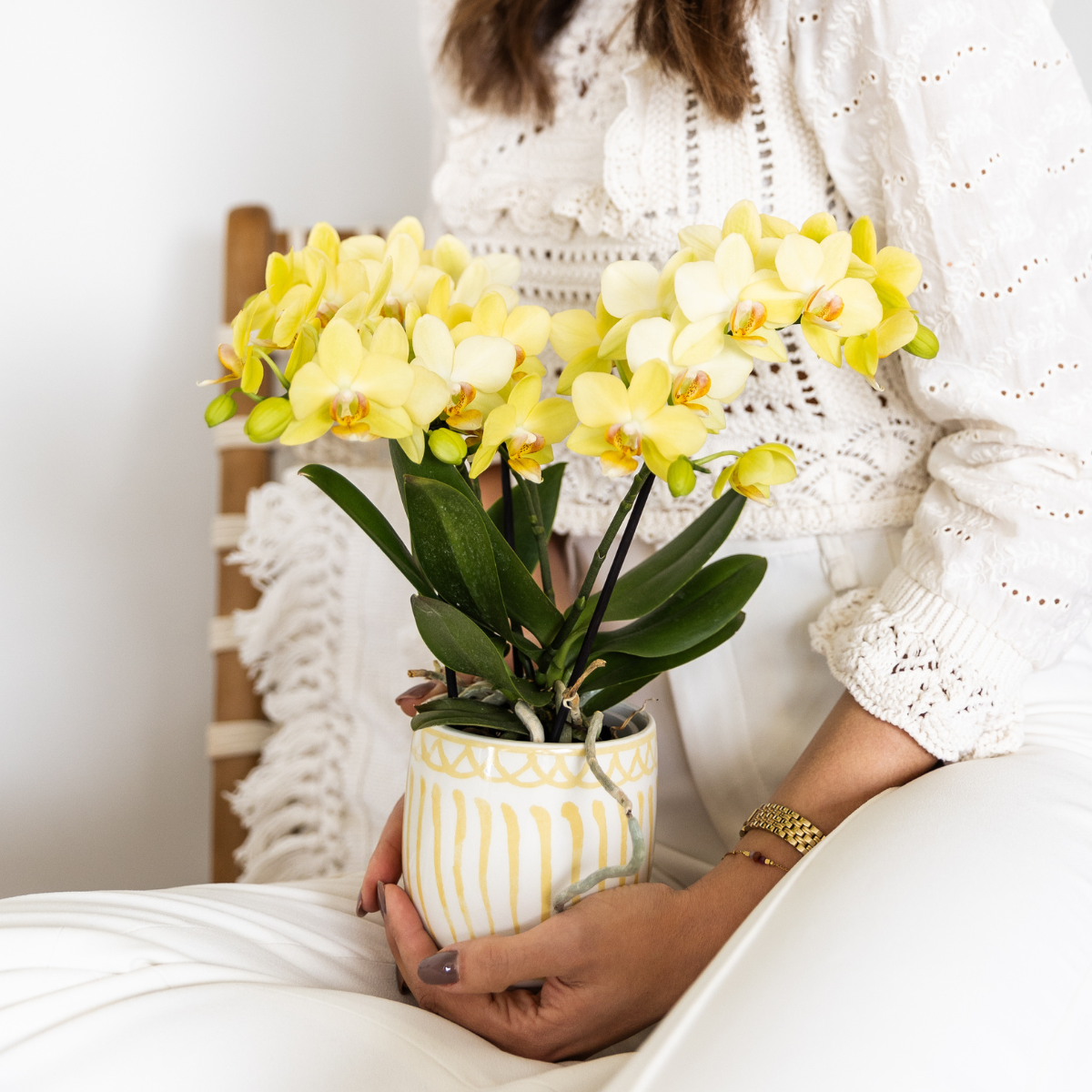 Kolibri Orchids | Gele Phalaenopsis orchidee - Albenga - potmaat Ø9cm | bloeiende kamerplant - vers van de kweker