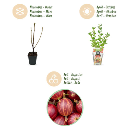 6x  Kruisbes | Ribes uva-crispa Hinnonmaki Red | Winterhard