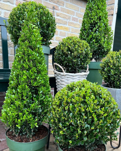 Ilex piramide 55 cm hoog | Ø 21 cm