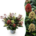 1x - Terrasplant - Skimmia japonica Festival - Bloem Wit & Rood - 15+ Bloemen - 1 Plant - Winterhard - Pot 15cm Hoogte 30cm