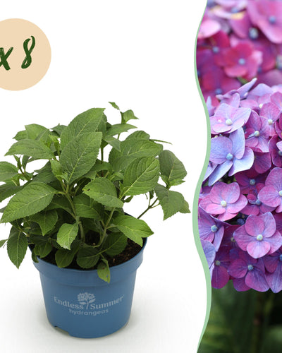8 x Hydrangea Endless Summer | Prachtige paarse hortensia