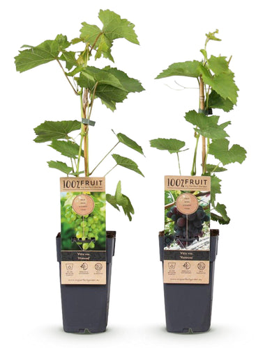 pitloze druiven zonder pit kopen

gezonde fruitplanten webshop

planttoday druivenplanten