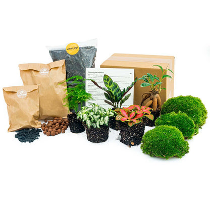 DIY Planten Terrarium Pakket – 5 Planten – Navulling & Startset – Maat L/XL – Met Mossen, Grond & Handleiding