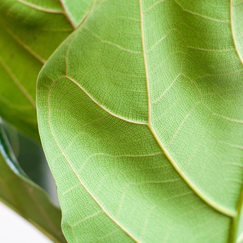 Ficus Lyrata (Vioolbladplant) van 80 cm in een grijze Viber pot Ø21 cm – grote bladeren, duurzaam en stijlvol. Prachtige bladeren