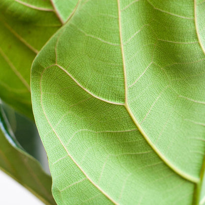 Ficus Lyrata (Vioolbladplant) van 80 cm in een grijze Viber pot Ø21 cm – grote bladeren, duurzaam en stijlvol. Prachtige bladeren
