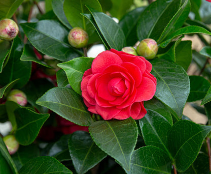 Camellia jap. 'Black Lace' | Patio plant | Winter flowering