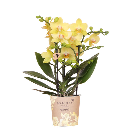 Gele Phalaenopsis orchidee ‘Albenga’ met 2 tot 3 bloemtakken in een sierlijke keramieken pot – bloeiende kamerplant met zonnige uitstraling, op tafel bij daglicht.

