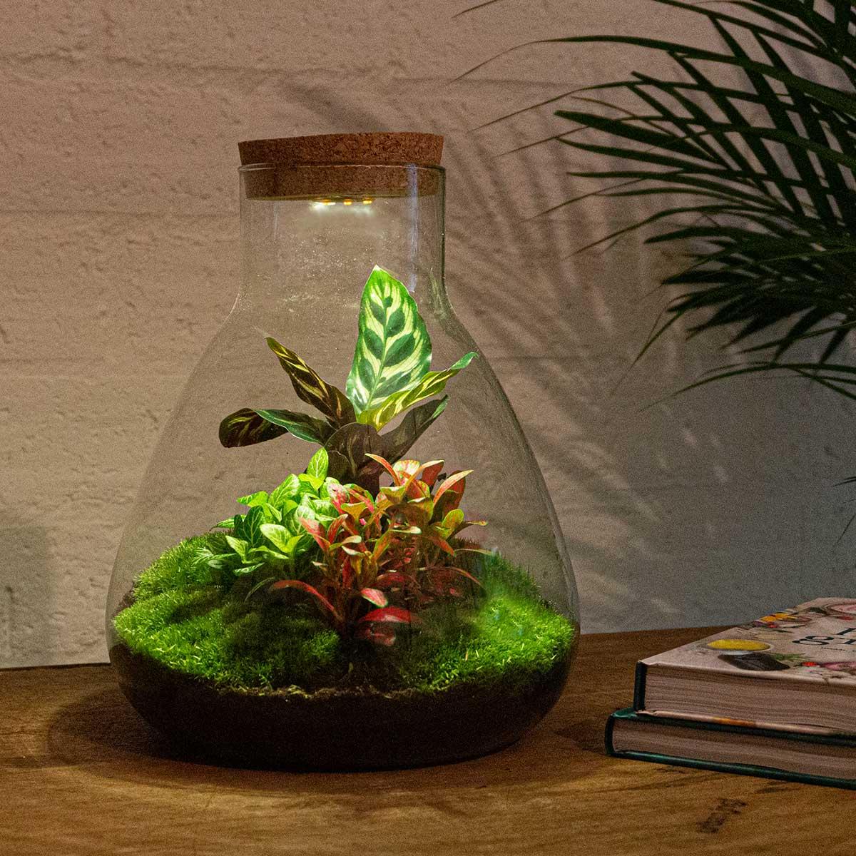 DIY terrarium met LED en Calathea planten
