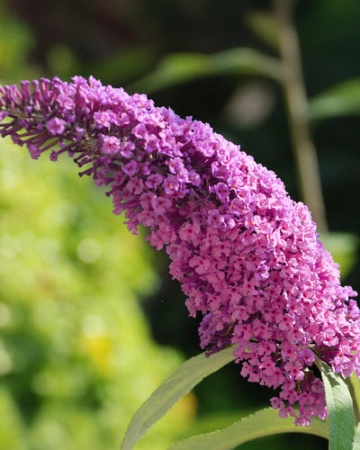 Buddleja davidii Pink Delight | Buitenplant | Vlinderstruik - Planttoday