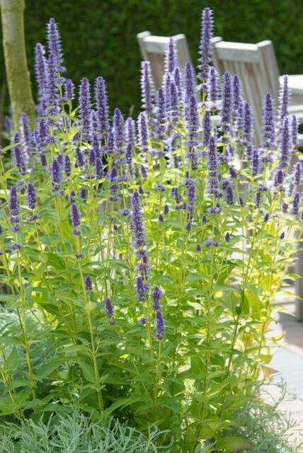 Agastache 'Black Adder' – buitenplant, bekend als dropplant, geschikt voor tuin en borders.  Tuinplant