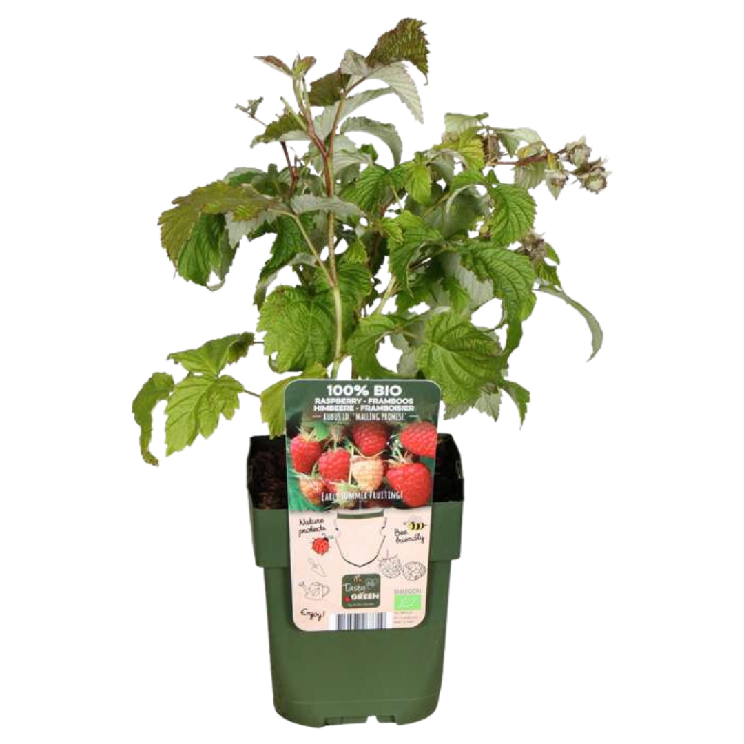 Set van 6 Biologische Frambozenplanten – 13 cm Pot – 20 cm Hoog – Heerlijk Zomerfruit