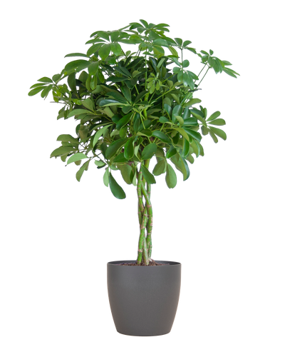 Schefflera Arboricola Nora Vingerplant in grijze Viber pot – 70 cm hoog