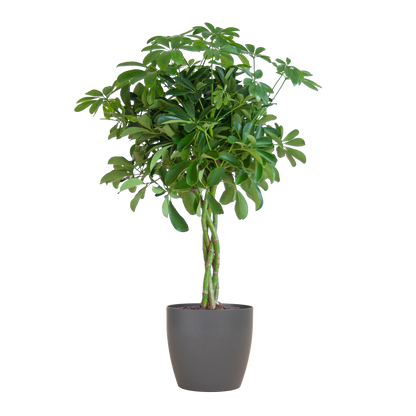 Schefflera Arboricola Nora Vingerplant in grijze Viber pot – 70 cm hoog
