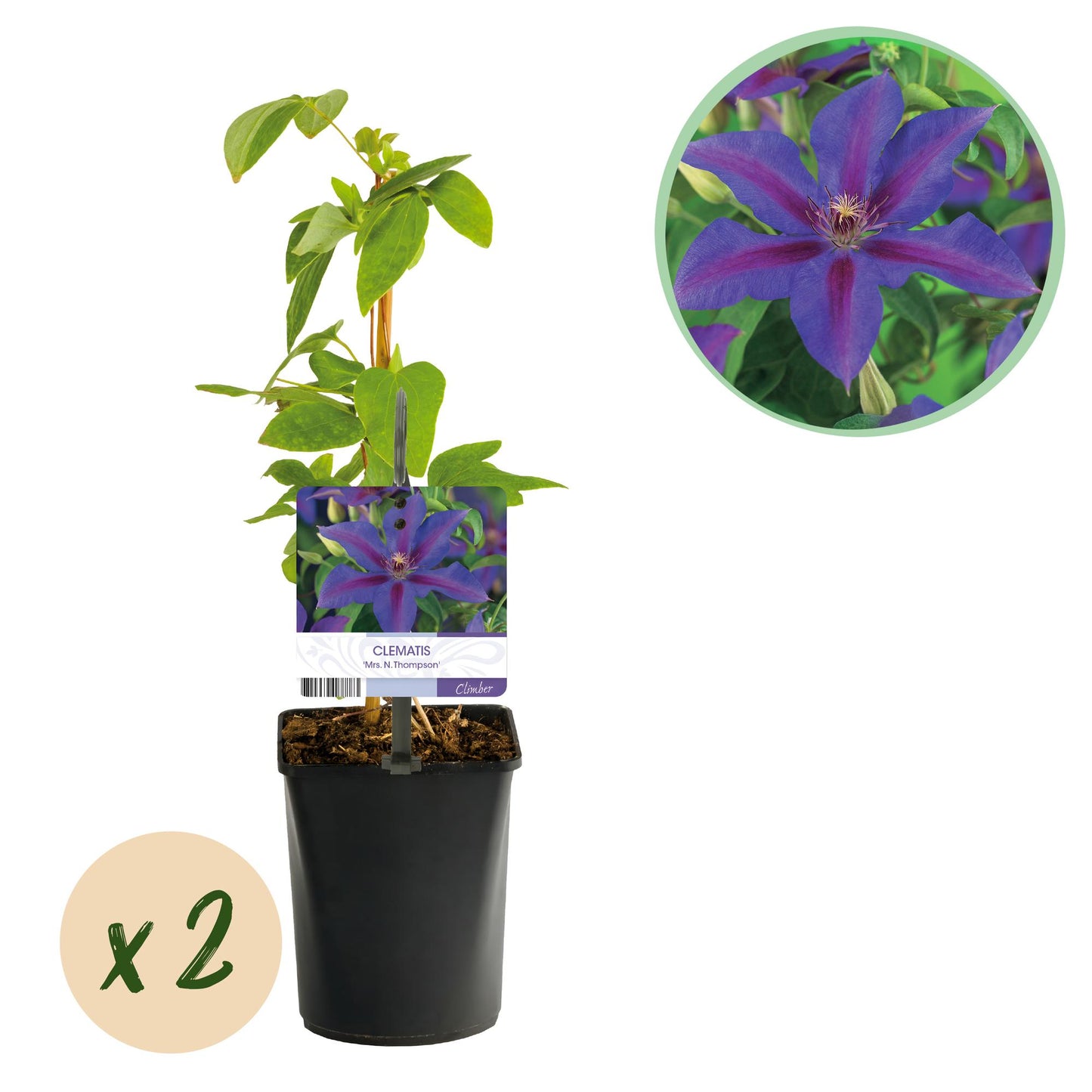 Roze / Paars bloeiende clematis klimplant voor pergola en schutting.