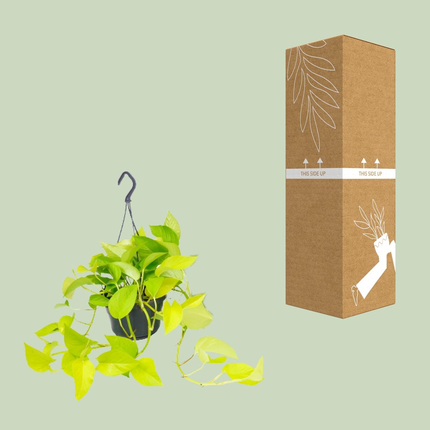 Golden Pothos – Sterke Hang- of Klimplant met Goudgroene Bladeren – Scindapsus Epipremnum – Ø15 cm – ↕25 cm