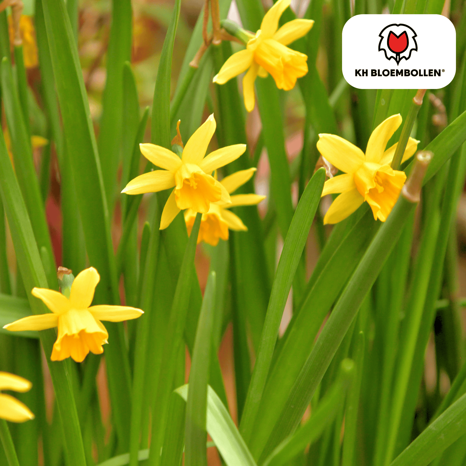 Narcis Tête à Tête – 25 bloembollen mini-narcissen met heldergele bloemen – vroege voorjaarsbloeier voor tuin, balkon of potten.