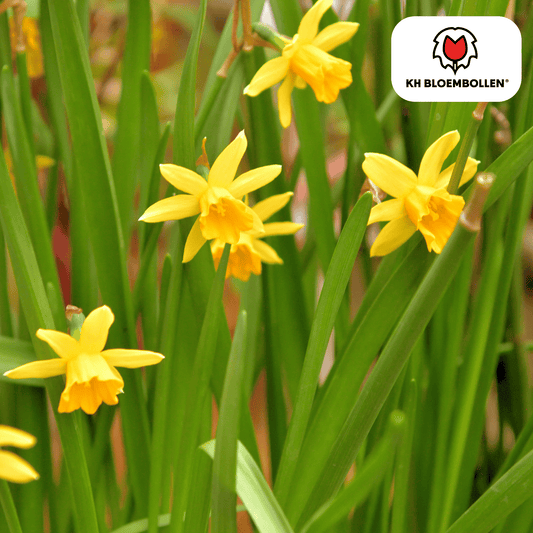 Narcis Tête à Tête – 25 bloembollen mini-narcissen met heldergele bloemen – vroege voorjaarsbloeier voor tuin, balkon of potten.