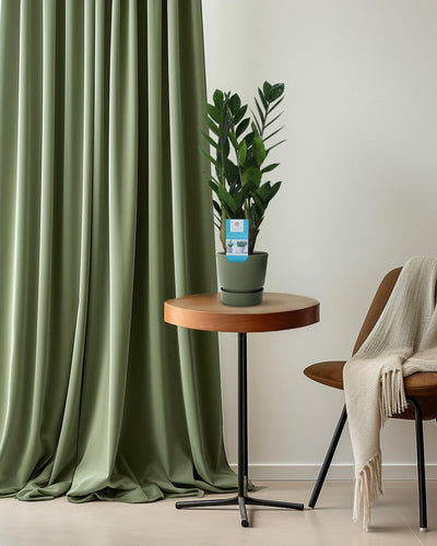 Zamioculcas ZZ-plant in pot Ø14cm – Donkergroene kamerplant 55cm hoog