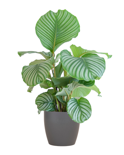 Luchtzuiverende kamerplant met grote gestreepte bladeren in grijze pot