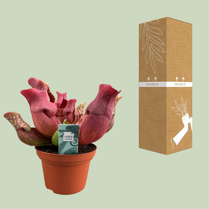 Sarracenia Maroon met kelkvormige bladeren voor binnen