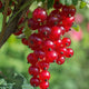 Ribes rubrum 'Jonkheer van Tets' | Aalbes | Bio Fruit