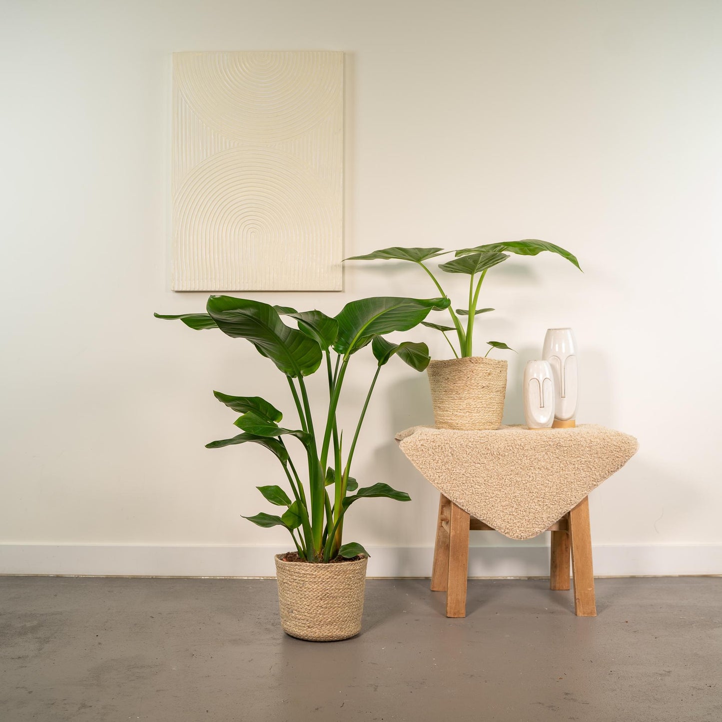 Strelitzia Nicolai -Alocasia Macrorrhiza + Mand Selin Kamerplant