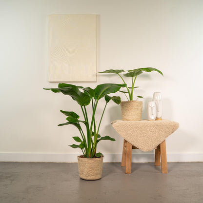 Strelitzia Nicolai -Alocasia Macrorrhiza + Mand Selin Kamerplant