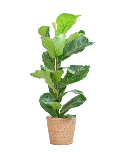 Ficus Lyrata met Mand Sofia naturel – grote vioolbladplant met glanzend groen blad in beige zeegras mand – 80cm hoog.Moraceae (Moerbeifamilie)