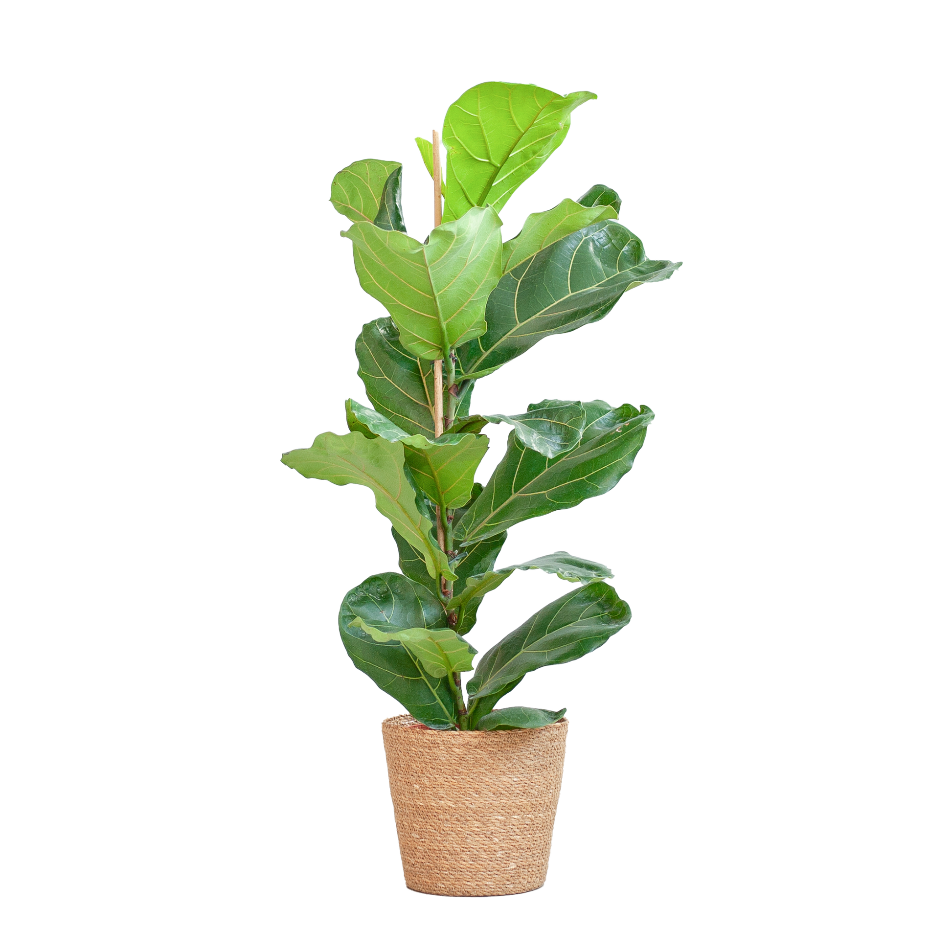 Ficus Lyrata met Mand Sofia naturel – grote vioolbladplant met glanzend groen blad in beige zeegras mand – 80cm hoog.Moraceae (Moerbeifamilie)