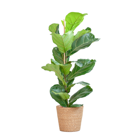 Ficus Lyrata met Mand Sofia naturel – grote vioolbladplant met glanzend groen blad in beige zeegras mand – 80cm hoog.Moraceae (Moerbeifamilie)