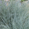 Festuca glauca ‘Elijah Blue’, blauw schapengras met blauwgrijze bladeren en witte pluimpjes, geschikt voor borders, rotstuinen en potten.