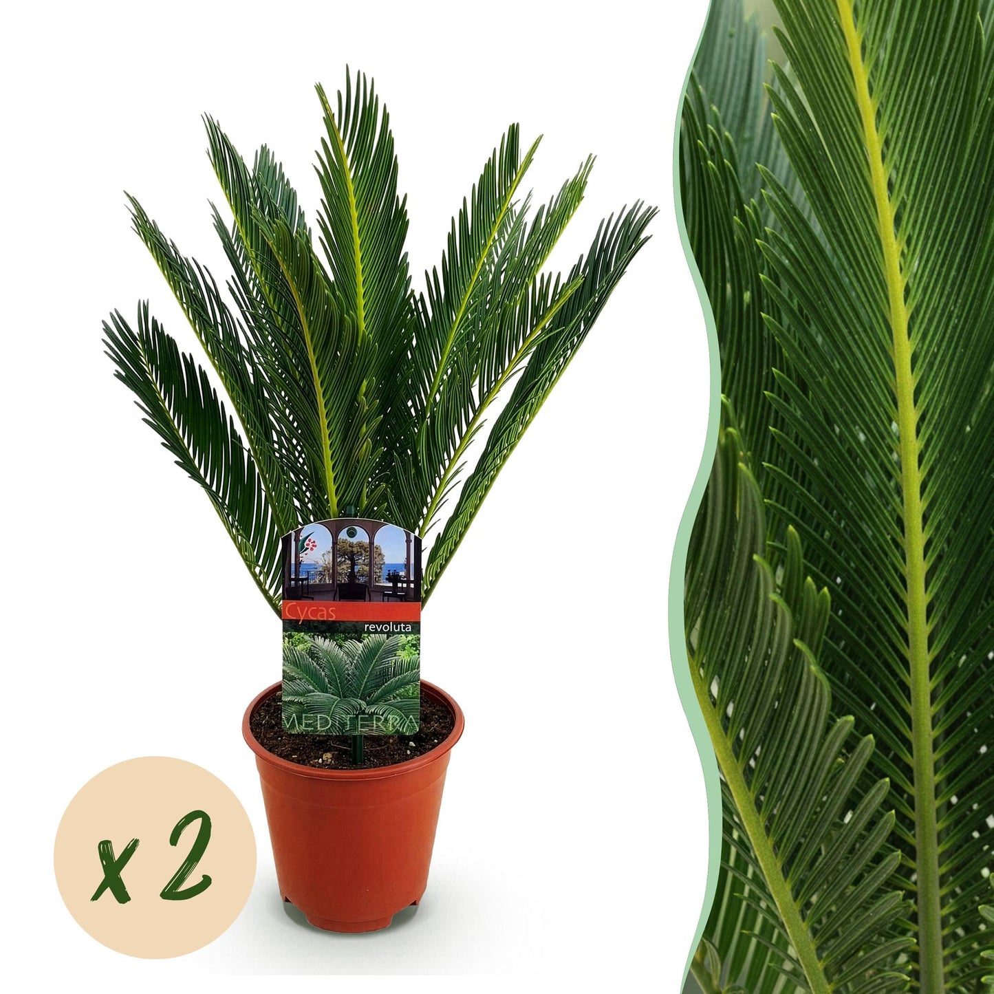 2x Cycas revoluta | Palmvaren | Kamer en Tuinplant