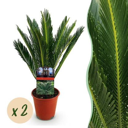 2x Cycas revoluta | Palmvaren | Kamer en Tuinplant