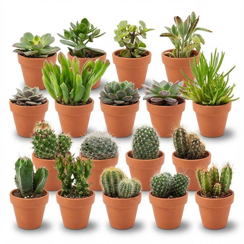 PlanttodayMini cactus en succulenten mix in terracotta potten voor binnen