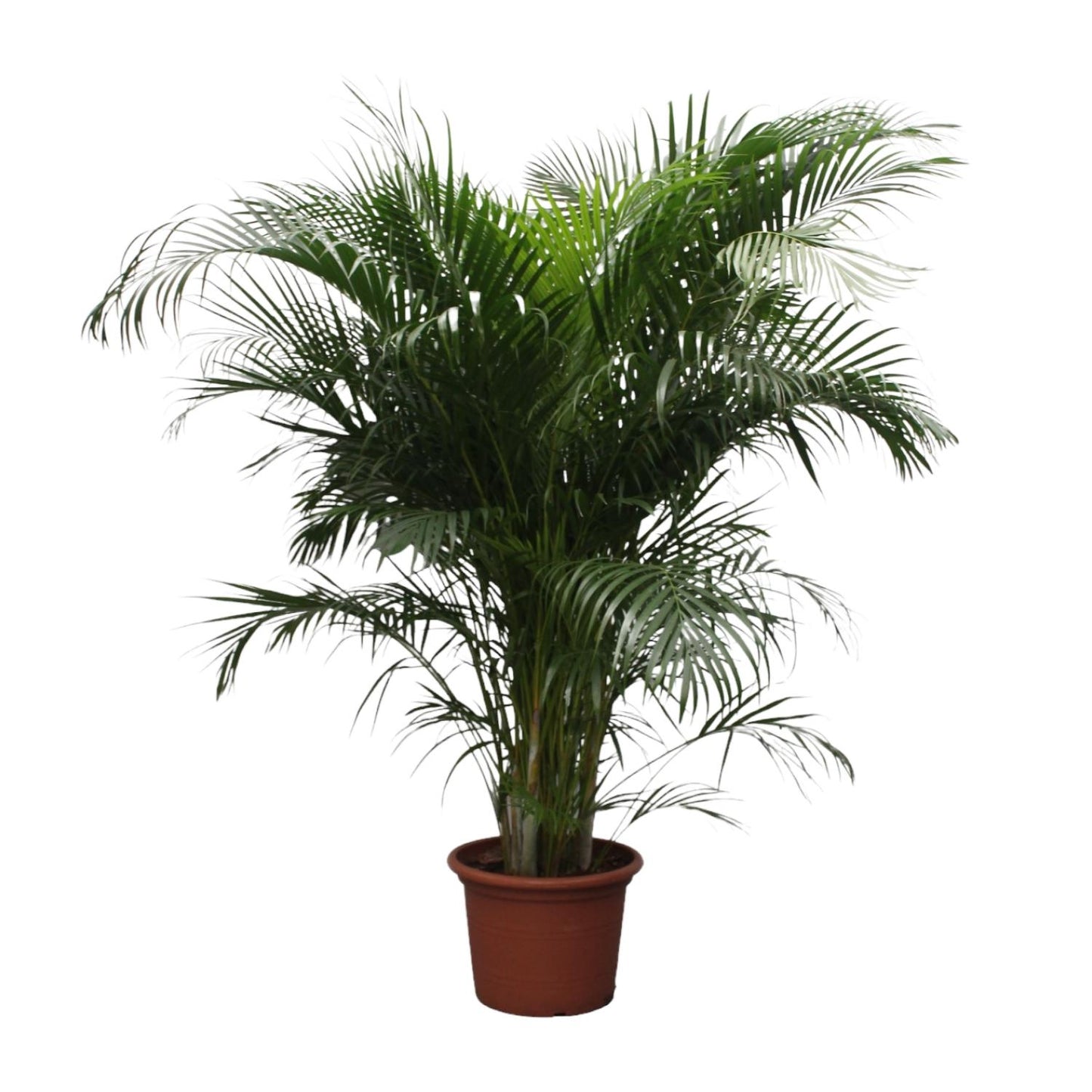 Dypsis Lutescens (Areca Palm) | Mega Kamerplant