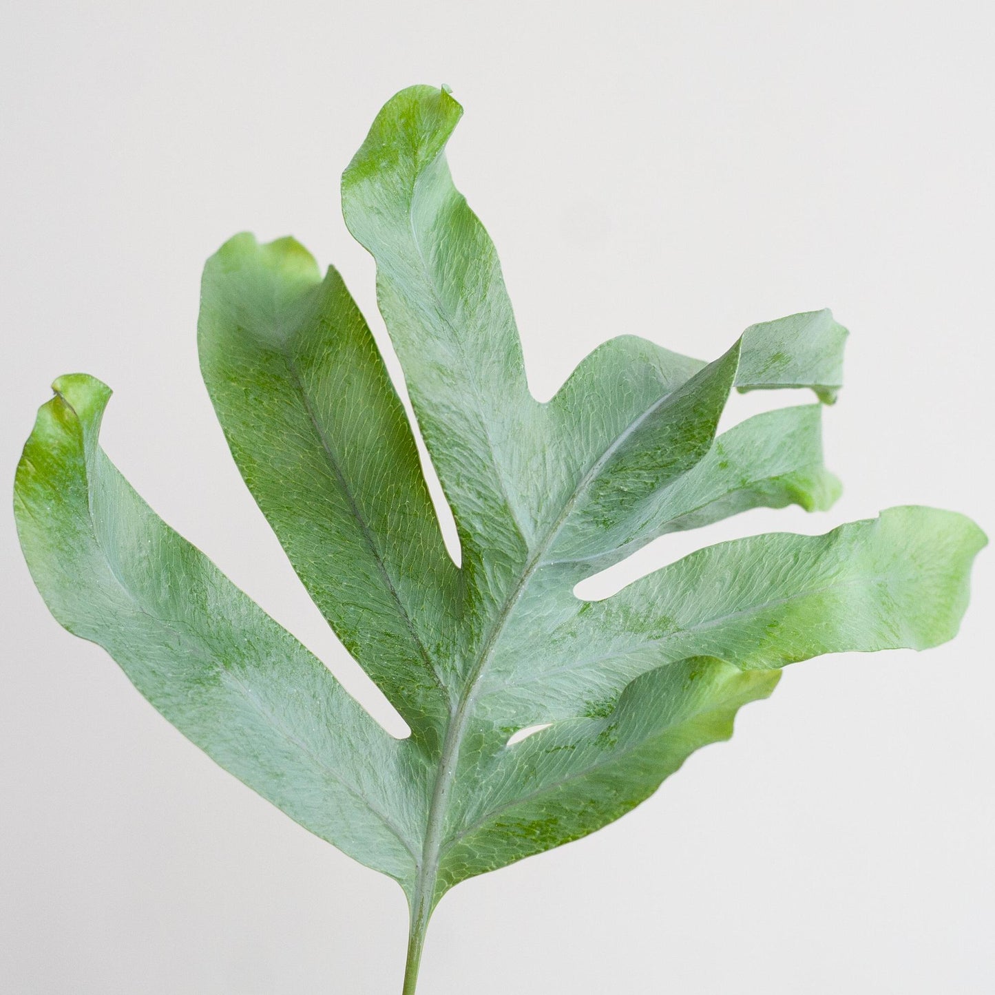 Phlebodium aureum ‘Blue Star’ met Mand Sofia naturel | Kamerplant | Blauwvaren