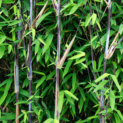 Bamboe Fargesia Black Dragon – 2 Planten