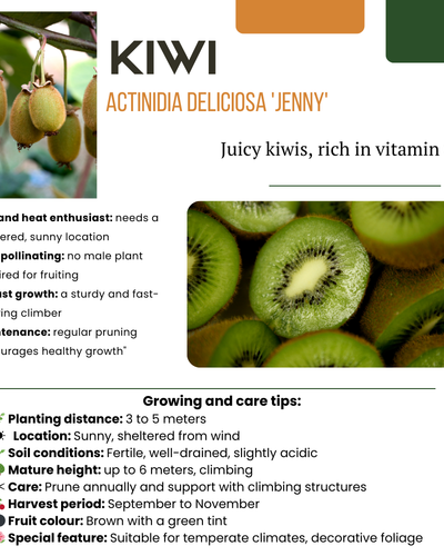 Biologische kiwiplant – sterke klimplant met eetbare kiwi’s, geschikt voor buiten in pot of volle grond. kopen