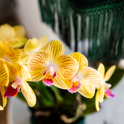 Gele Phalaenopsis orchidee - Lima - potmaat Ø9cm