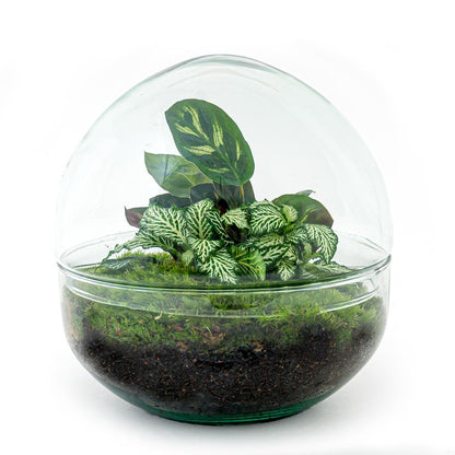 DIY Planten terrarium tweedelig bolglas | Dome