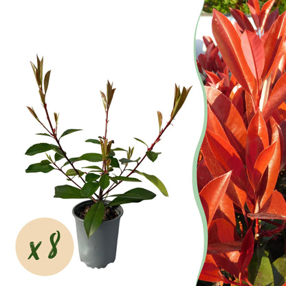 Photnia fraseri Red Robin - blad rood groen  - 8 planten - 1 strekkende meter - groenblijvend - Haagplant- pot 9cm hoogte 30-35cm