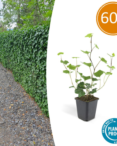 60x Hedera hibernica – donkergroene klimop met zilverwitte nerven – sterke wintergroene haag- of bodembedekker voor tuin en erfafscheiding