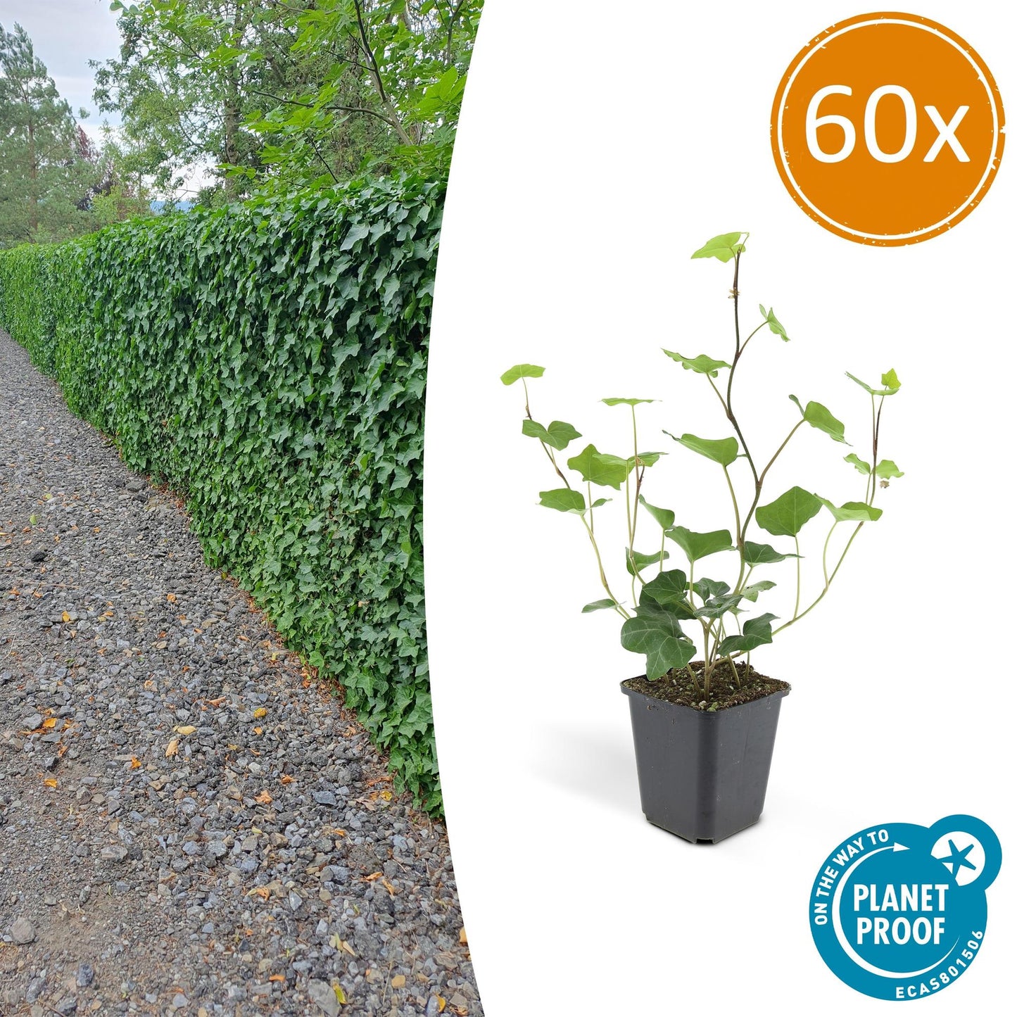 60x Hedera hibernica – donkergroene klimop met zilverwitte nerven – sterke wintergroene haag- of bodembedekker voor tuin en erfafscheiding